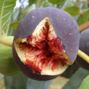 ripe fig