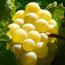 ripe grapes